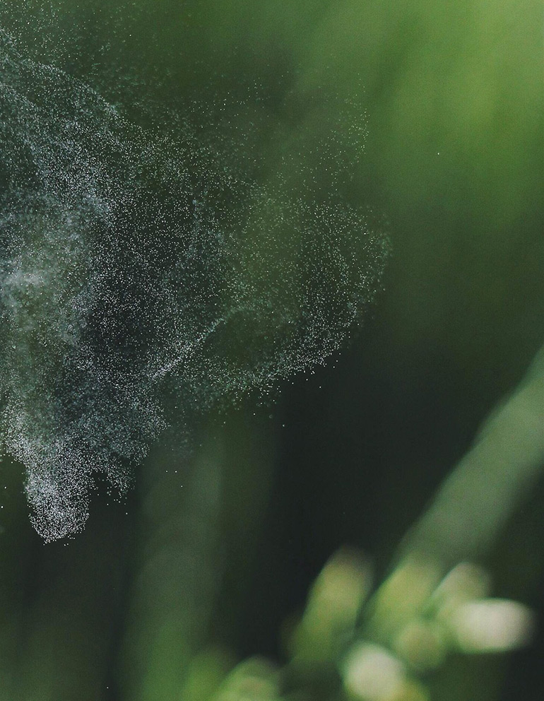 Allergens pollen