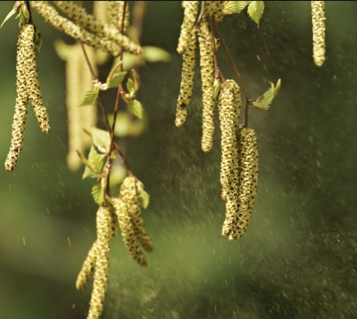 birch pollen