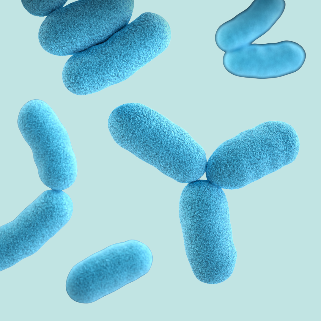 bacteria